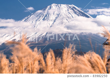 《山梨縣》芒草和富士山/精進湖 《山梨縣》芒草和富士山/精進湖 83982250