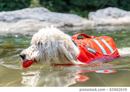 Goldendoodle dog playing in the water 83982639