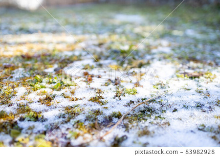 Moss and frost Moss and frost 83982928