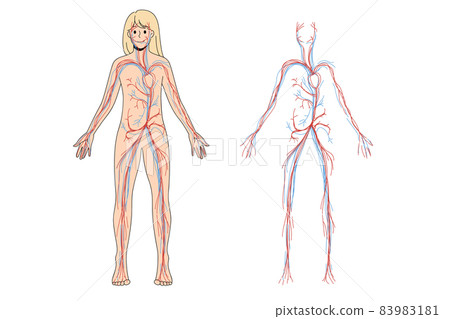 Woman arterial and venous circulatory system Woman arterial and venous circulatory system 83983181
