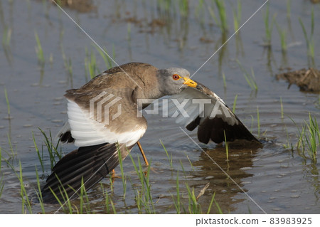 Plover Keri's pseudo-scratch 83983925