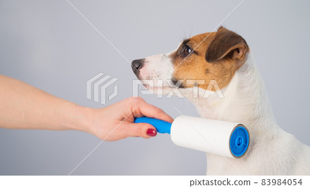 A woman uses a sticky roller to remove hair on a dog A woman uses a sticky roller to remove hair on a dog 83984054