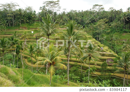 Rice terraces in Bali (Tegalaran / Bali / Indonesia) Rice terraces in Bali (Tegalaran / Bali / Indonesia) 83984117