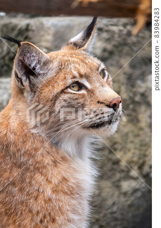 Portrait of The Eurasian lynx close-up, lat. Lynx lynx 83984283