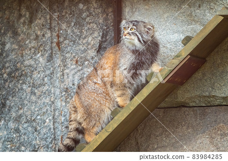 Wild cat manul or Pallas's cat, lat. Otocolobus manul, in the zoo Wild cat manul or Pallas's cat, lat. Otocolobus manul, in the zoo 83984285