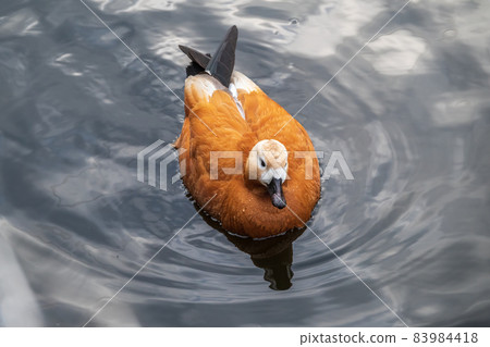 Ruddy Shelduck, or red duck, lat. Tadorna ferruginea, swimming on a lake. Ruddy Shelduck, or red duck, lat. Tadorna ferruginea, swimming on a lake. 83984418