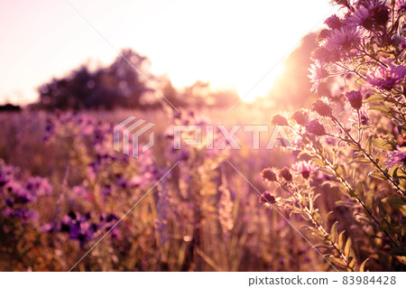 Autumn wild grass and flowers on a meadow Autumn wild grass and flowers on a meadow 83984428