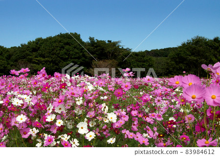 Shimabara Hibari Sanka 公園秋季波斯菊花園景觀 83984612