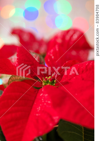 Bright red poinsettia and Christmas illuminations Bright red poinsettia and Christmas illuminations 83984708