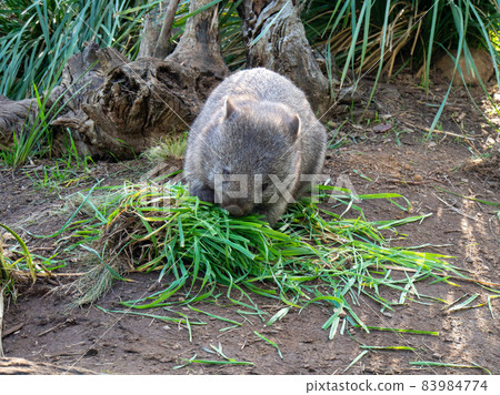 Wombat eating grass in Australia 83984774