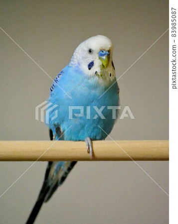 Budgerigar blue portrait photo Budgerigar blue portrait photo 83985087