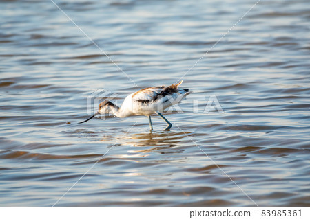 Water bird pied avocet, Recurvirostra avosetta, feeding in the lake. The pied avocet is a large black and white wader with long, upturned beak Water bird pied avocet, Recurvirostra avosetta, feeding in the lake. The pied avocet is a large black and white wader with long, upturned beak 83985361