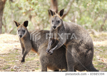 View of wallabies resting in a park in Adelaide, Australia View of wallabies resting in a park in Adelaide, Australia 83985394