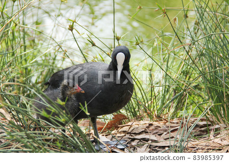 View of a mother Eurasian coot with her chick View of a mother Eurasian coot with her chick 83985397