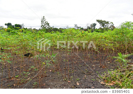 Cassava plantation in Manaus, Brasil Cassava plantation in Manaus, Brasil 83985401