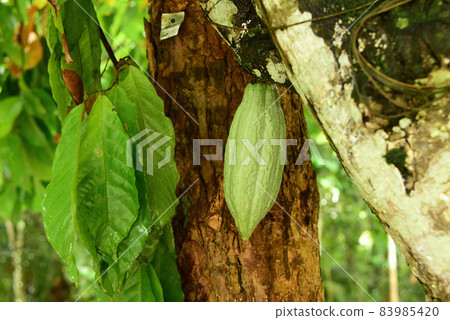 Unripe young green cocoa pods on the tree 83985420