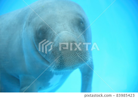 Baby Amazonian manatee or Trichechus inunguis 83985423