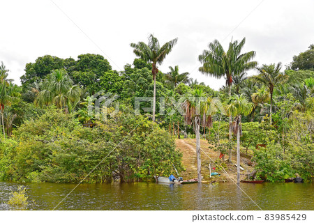 Amazon flooded forest in Manaus, Brasil 83985429