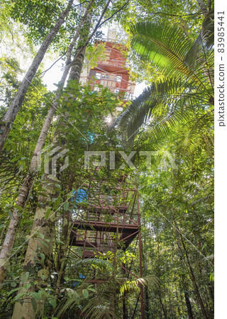 Observation tower in Amazon jungle, Brazil Observation tower in Amazon jungle, Brazil 83985441