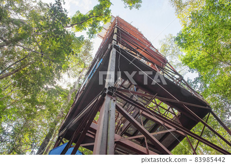Observation tower in Amazon jungle, Brazil Observation tower in Amazon jungle, Brazil 83985442