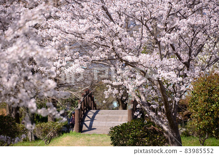 橫竹溪公園的櫻花景色 橫竹溪公園的櫻花景色 83985552