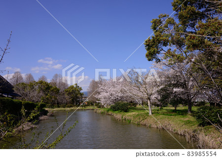 Sakura scenery of Yokotake Creek Park 83985554