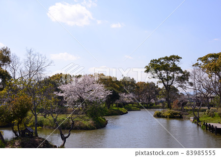 Sakura scenery of Yokotake Creek Park 83985555