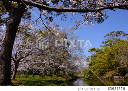 橫竹溪公園的櫻花景色 83985556
