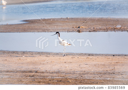 The pied avocet, Recurvirostra avosetta, is a large black and white wader with long, upturned beak 83985569