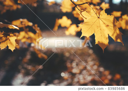 yellow maple leaves and defocused path in city park yellow maple leaves and defocused path in city park 83985686