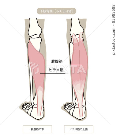 Image illustration of calf skeleton and muscles 83985688