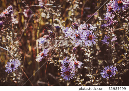 Autumn wild grass and flowers on a meadow Autumn wild grass and flowers on a meadow 83985699