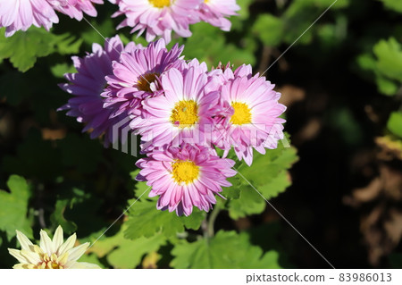 Pink spray giku flowers blooming in the autumn garden Pink spray giku flowers blooming in the autumn garden 83986013