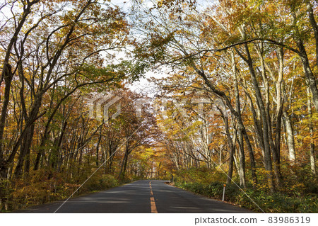 秋天的小山山毛櫸隧道 秋天的小山山毛櫸隧道 83986319