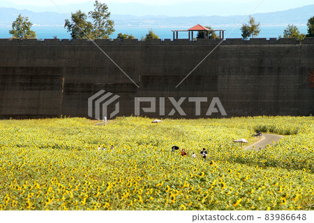 Shimabara Hibari Sanka Park Autumn Sunflower Garden Shimabara Hibari Sanka Park Autumn Sunflower Garden 83986648