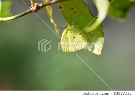 Eurema mandarina (北黃蝶) 83987182