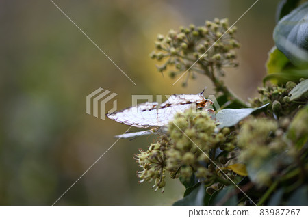 Common mapwing (stone cliff butterfly) 83987267