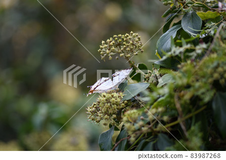 Common mapwing (stone cliff butterfly) Common mapwing (stone cliff butterfly) 83987268