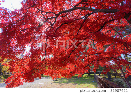 弘前城堡在秋天 83987421