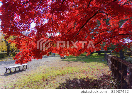 Hirosaki castle in autumn 83987422