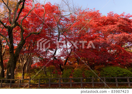 Hirosaki castle in autumn 83987423