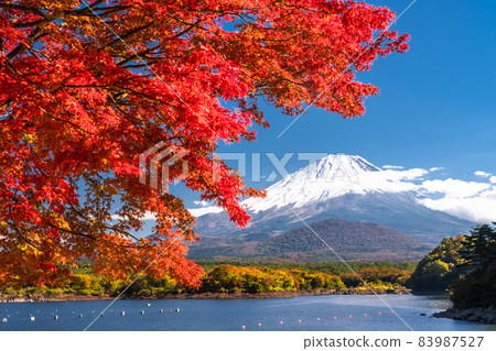 《山梨縣》 富士山和精進湖的秋葉 83987527