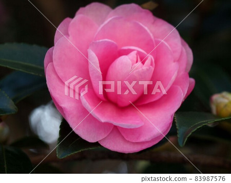 粉紅色的 sasanqua 花特寫 粉紅色的 sasanqua 花特寫 83987576