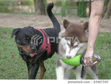 Feeding thirsty dog with water Feeding thirsty dog with water 83987595