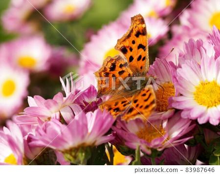 吸吮粉紅色薩摩野菊花蜜的逗號（立羽蝴蝶和薩摩域菊） 83987646