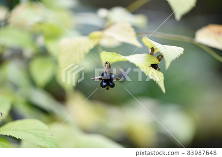 白山布吉（白山布吉）的果實 83987648