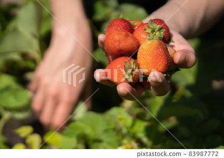 Female hands hold a handful of juicy ripe red strawberries,  83987772