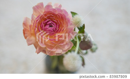 粉紅色大理石花紋和白莧菜的毛茛（上） 83987809