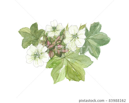 Malva verticillata flowers and leaves 83988162