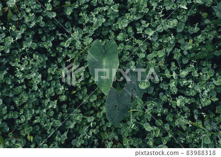 Close-Up Of Dark green leaves Close-Up Of Dark green leaves 83988318
